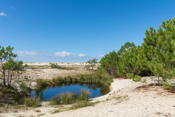 Fototapeta na wymiar BISCARROSSE (Landes, France), vue sur les dunes