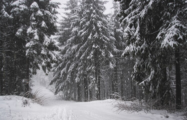Schneefall im Thüringer Wald