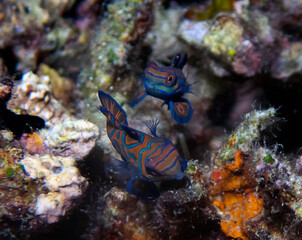 Colourful Madarinfish (Synchiropus splendidus) on a night dive in the Philippines
