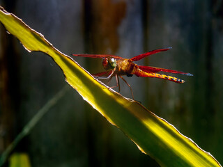 A single dragonfly on a leaf in Malapascua island, Philippines