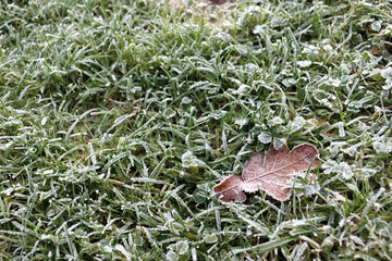 A frosty lawn with an oak leaf on 