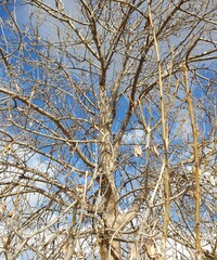 tree in winter with branches and without leaves