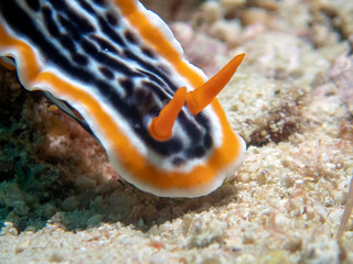 A Magnificent Chromodoris (Chromodoris magnifica)