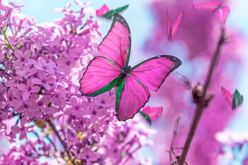 Macro shots, Beautiful nature scene. Closeup beautiful butterfly sitting on the flower in a summer garden. © blackdiamond67