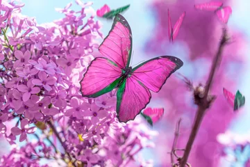 Fototapete Schmetterling Macro shots, Beautiful nature scene. Closeup beautiful butterfly sitting on the flower in a summer garden.  © blackdiamond67