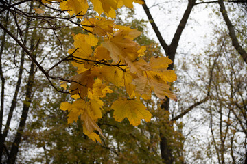 Bunch of yellow autumn leaves