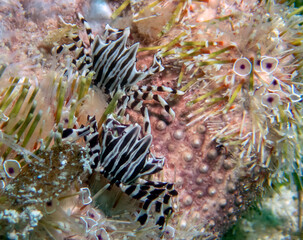 Zebra Urchin Crab (Zebrida adamsii)