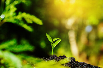 Seedling are growing in the soil with backdrop of the sun light. Planting trees to reduce global warming.