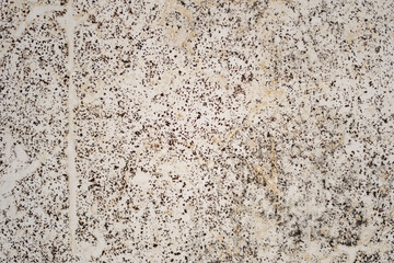 Black mold on a white wall close-up