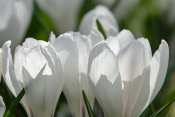 weisse Krokuss Bl&uuml;ten seitlich