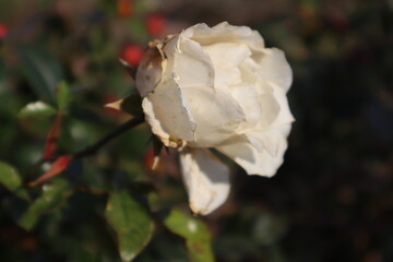 White rose in a park