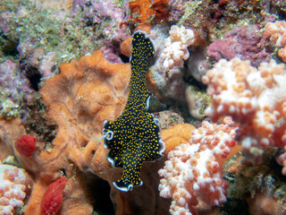 Gold Spotted Flatworm (Thysanozoon nigropapillosum)