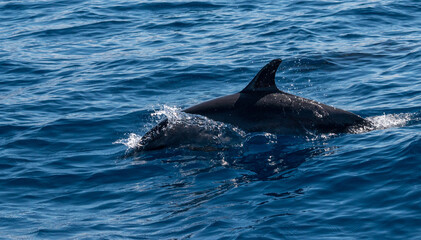 Obraz premium Delphine im Meer