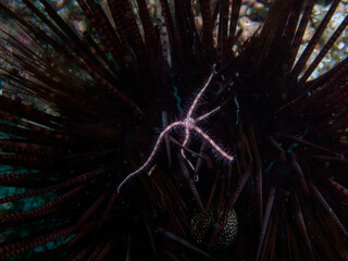 A Brittle Sea Star (Ophiuroidea sp.)