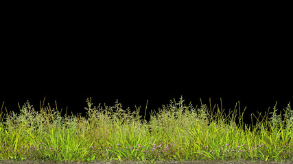 Wiese, blühende Gräser, - vertikale Landwirtschaft - schwarzer Hintergrund