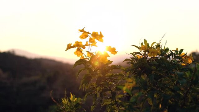 Windy early morning view of golden wild yellow flowers in the mountain. Golden hour in Mount nan thailand 4k