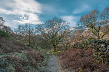 Lake District Footpath and Trees
