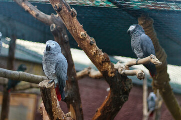 White and grey parrot