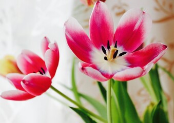 Obraz na płótnie Canvas tulips blooming in the spring