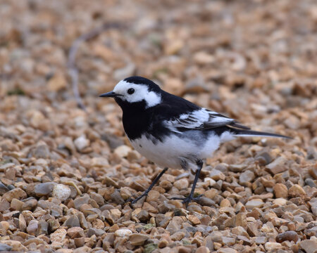 Pied Wagtail