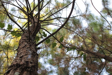 Morning from the forest