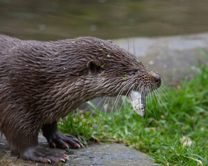 Otter