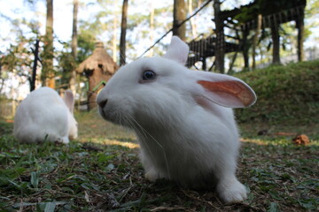 Cute rabbit