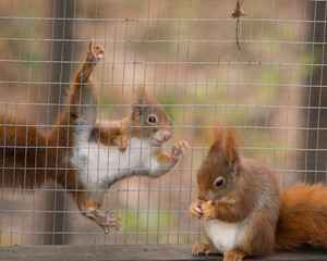 Red squirrels