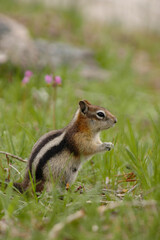 野生のシマリス