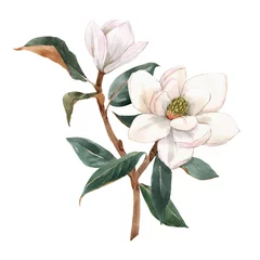 Foto op Canvas Beautiful stock illustration with hand drawn watercolor gentle white magnolia flowers. © zenina