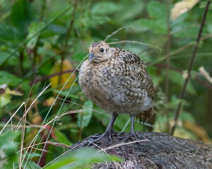 Pheasant chick