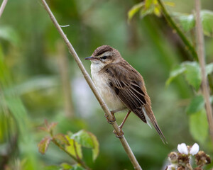 Reed warbler