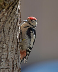 woodpecker on tree