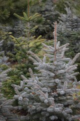 two Types of Fir