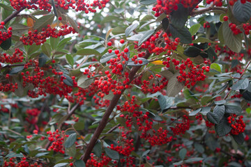 berries on a branch