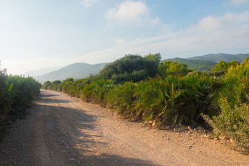 Road going through the wilderness of beautiful nature. Sunny day and mesmerizing landscape.