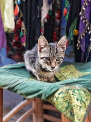Chat tigré d'Essaouira