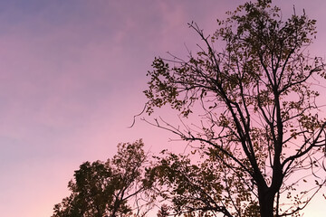 Silhouette tree show leaves and branches on autumn winter twilight sky background.