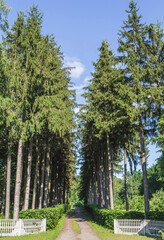 alley with big tall trees and the blue sky above them