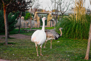 two ostriches at the zoo