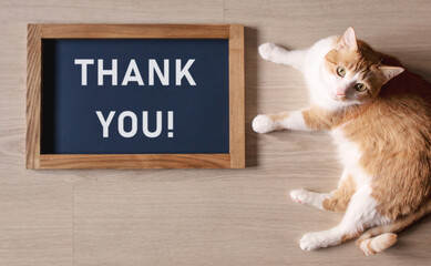 Red cat with blurred the poster in the frame with the words Thank you.