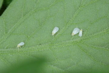 Silverleaf whitefly, Bemisia tabaci (Hemiptera: Aleyrodidae) is an important agricultural pest....