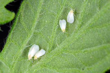 Silverleaf whitefly, Bemisia tabaci (Hemiptera: Aleyrodidae) is an important agricultural pest....