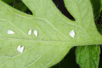 Silverleaf whitefly, Bemisia tabaci (Hemiptera: Aleyrodidae) is an important agricultural pest....