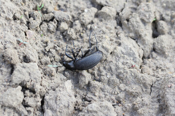 dead, predatory Ground beetle, Carabus coriaceus killed by pesticides in a farmland