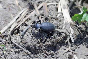 predatory Ground beetle, Carabus coriaceus in a farmland