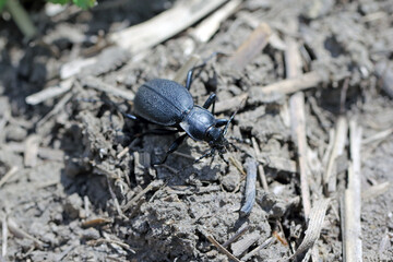 predatory Ground beetle, Carabus coriaceus in a farmland