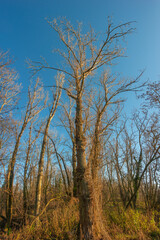 Happy forest at early Spring covered with moss, lichen and bright sun near Magdeburg, Germany, at sunny day and blue sky.