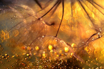 Golden bokeh
