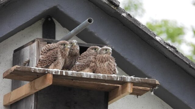 Turmfalke (Falco tinnunculus) Jungv&ouml;gel am Nistkasten